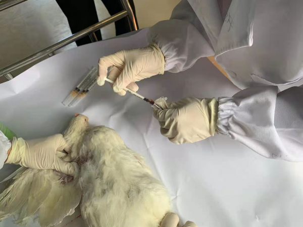 鸡血采集流程简述(翅下静脉采集法) 技术专栏 华南生物 华南农大生物